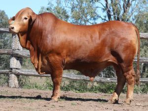 100 SC ANDREW 5582 (P) D4