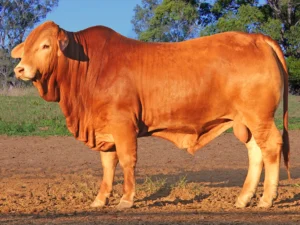 112 SC 236215 (HP) D5