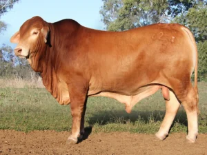 113 SC 236258 (PP) D3