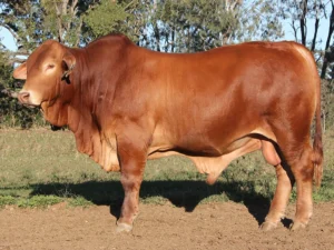 114 SC 236231 (HP) D5