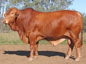 115 SC 236237 (PP) D5