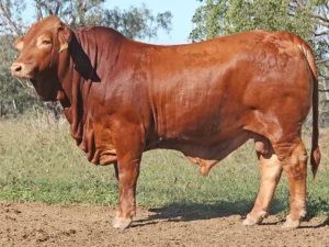 116 SC 236208 (HP) D5