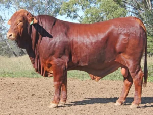 118 SC 236244 (PP) D3