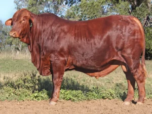 120 SC 236212 (PP) D2