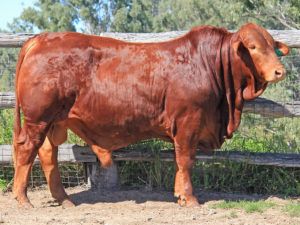 120. SC 205703 (S) D3