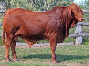 125. SC 205813 (P) D4