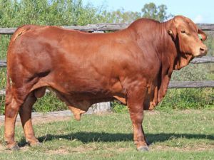 126. SC 205825 (S) D3