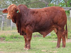 128. SC 205714 (P) D3