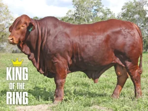 8 SC THUNDER 236228 (PP) (AI) D4