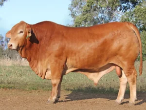 160 SC ELMO 236160 (PP) D5