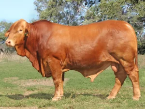 161 SC HARRY 236155 (HP) D5