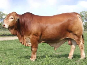 162 SC OLD MAN 236184 (HP) D5