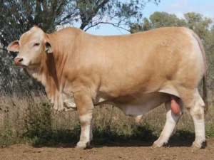 164 SC PATTY 236165 (PP) (AI) D5