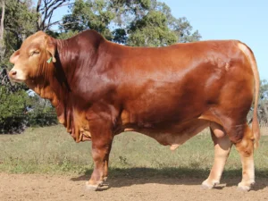 165 SC JOHNNY 236158 (PP) (AI) D5