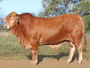 166 SC BAILEY 236161 (HH) D3