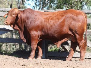 18. SC DAVE 5650 (P) D3