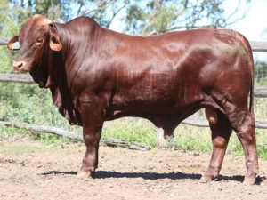 19. SC BRIAN 5684 (S) D4