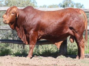 20. SC DAN 5653 (P) D4