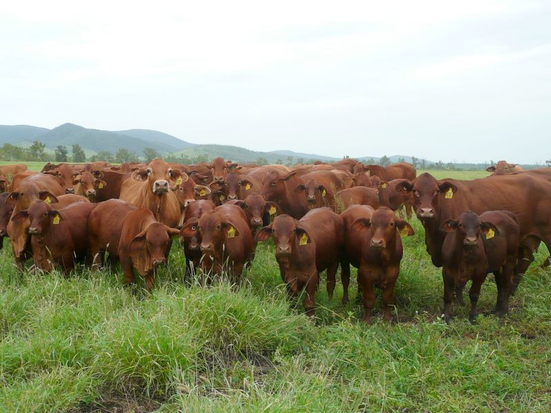 SC Droughtmasters Sell To Munda Reds 1 P10106224 1