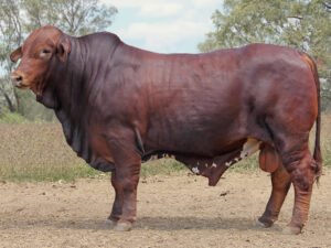 25 SC 236235 (PP) (AI) D4