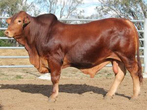 25 SC MUSCLES 225989 (PP) D5