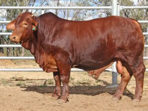 26 SC HUGO 226018 (HP) D4