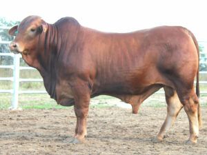 27 SC CHARMER 225980 (HP) D4