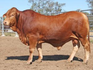 28 SC KINGY 226023 (HP) D4