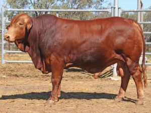 29 SC PATRICK 226000 (PP) D4