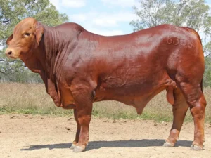 30 SC 246335 (PP) D3