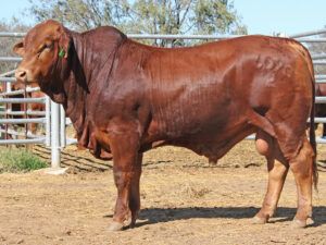 30 SC ROADBASE 226090 (HP) D4