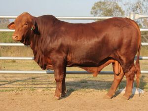 306 SC KYLE 226054 (PP) D3