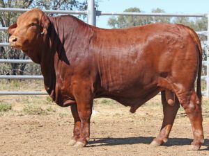 307 SC GEORGE 225993 (PP) D4