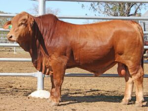 308 SC ROAD TRAIN 226088 (PP) D5