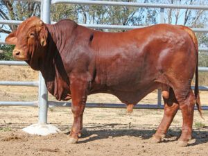 309 SC CLIFFORD 225999 (HP) D4