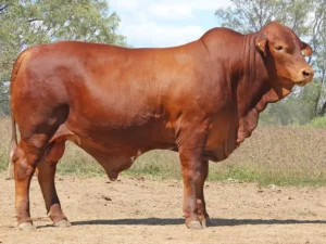 31 SC 246271 (PH) (AI)