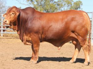 310 SC SIMON 226028 (PP) D4