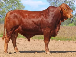 32 SC 246407 (PH) D4