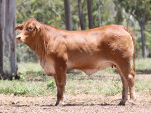 42. SC LILY 5762 (P) D5