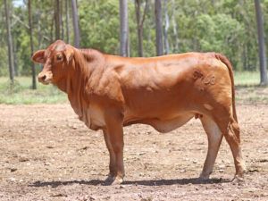 43. SC TULIP 5768 (P) D5