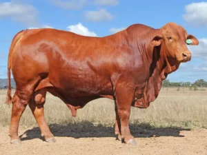 444 SC LOUIS 246330 (PP) (AI) D3