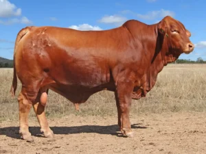 445 SC ARCHIE 246314 (PP) (AI) D5