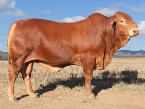 446 SC HARRY 246303 (PH) (AI) D5