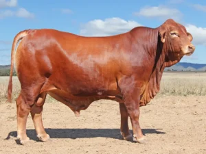 447 SC CHARLES 246263 (PP) (AI) D5