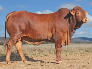 449 SC PETER 246343 (PH) D3