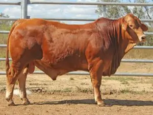 45 SC 226043 (PP) D5