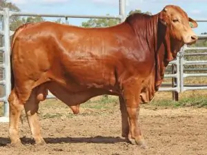 48 SC 226030 (HP) D4