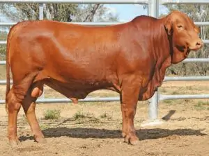 50 SC 226036 (PP) D5