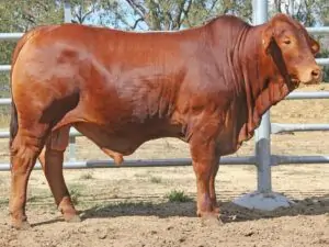 51 SC 226029 (PP) D5