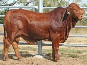 53 SC 226063 (PP) D3